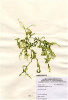 藏品(網石蓴)的圖片